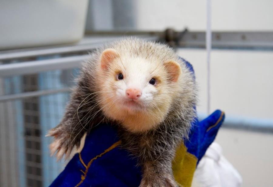 CSIRO starts testing COVID-19 vaccines – on ferrets