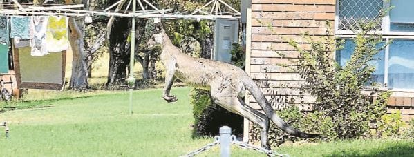 Kangaroos invade retirement village