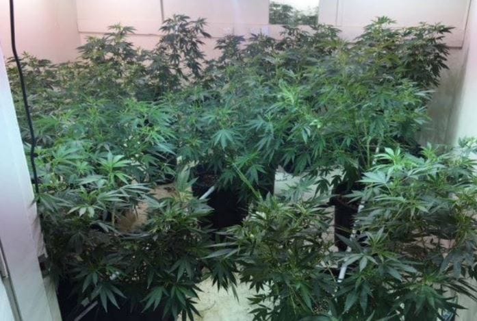 Got weed? More than 500 marijuana plants found at former Sydney aged care home