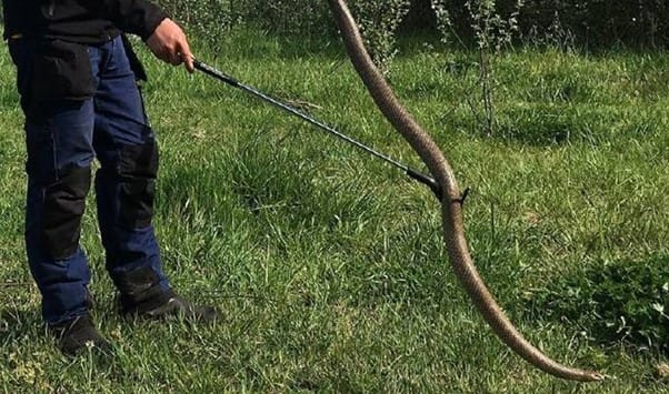 Giant snake 2X average size found at ACT palliative care facility post image