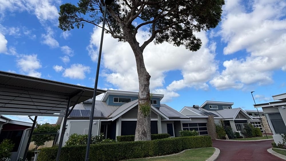 Council deny this 18ft high tree at Perth retirement village is a danger post image