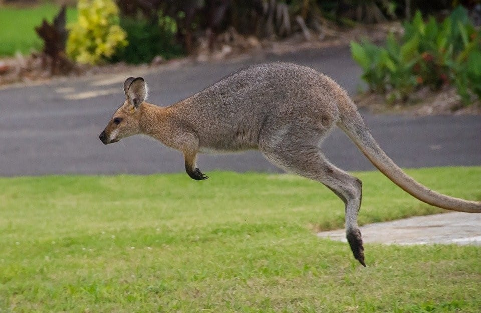 Townsville wallaby attacks alarm UnitingCare’s Carlyle Gardens village residents post image