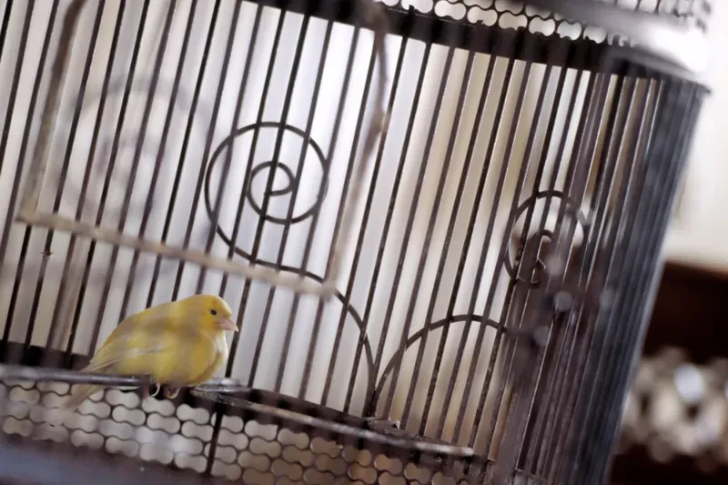 Is this the canary in the coalmine for home care? post image