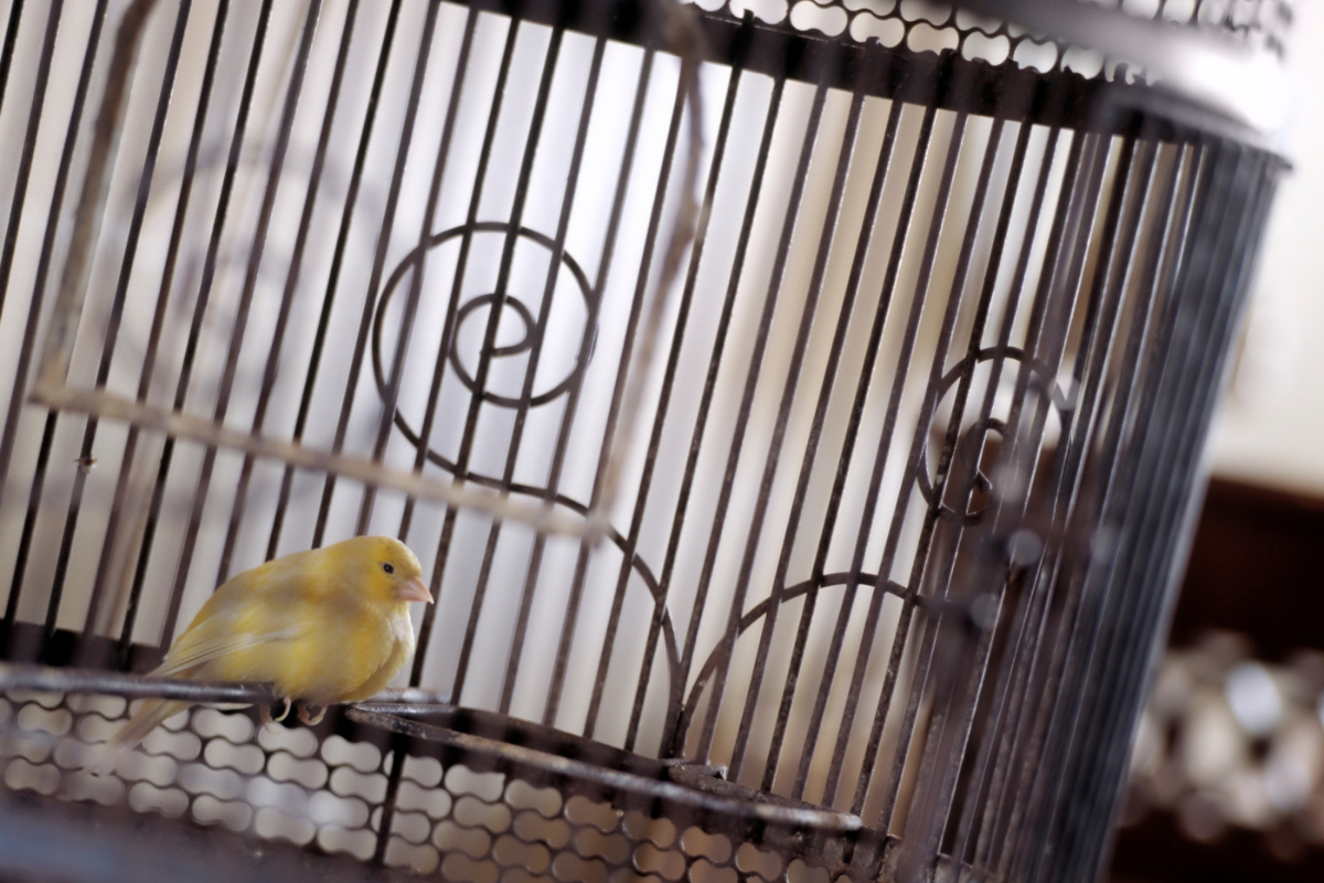 Is this the canary in the coalmine for home care? post image